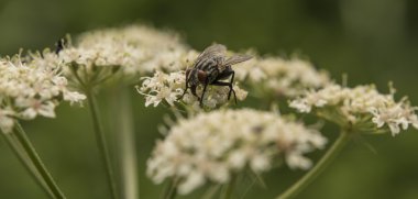 Beyaz çiçek güneşli bir günde sinek