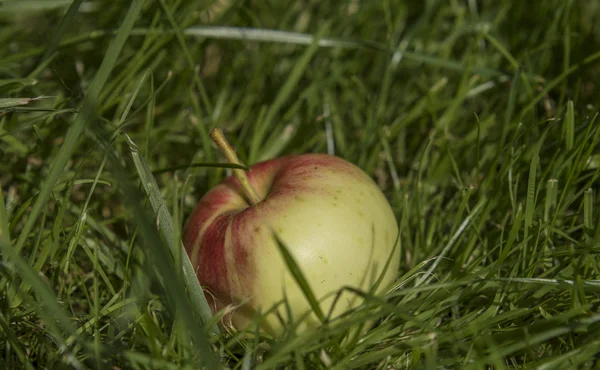 Green and red apple in grass