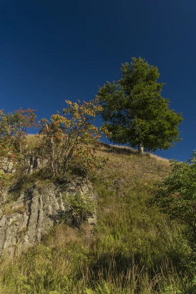 Rowan baga árvores e rochas — Fotografia de Stock