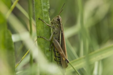 Güneşli günde çimenlerin üzerinde yeşil çekirge