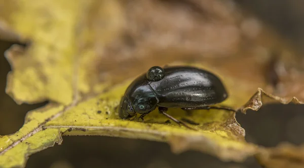 黄色の葉に黒い甲虫 — ストック写真