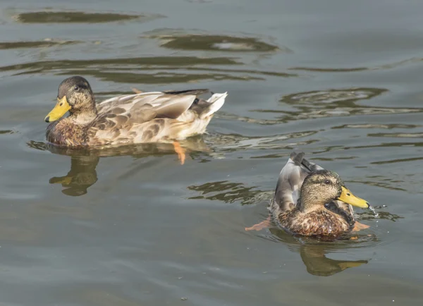夏天河拉贝上的鸭子 — 图库照片