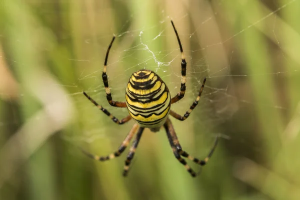 黄黑蜘蛛像黄蜂 — 图库照片