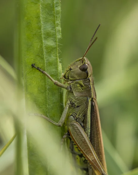 Green grasshopper on grass in sunny day — Stock Photo, Image