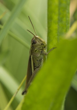 Güneşli günde çimenlerin üzerinde yeşil çekirge