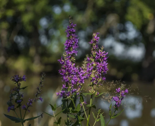Fleur violette près de l'étang dans le sud de la Bohême — Photo