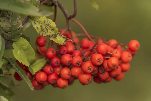 Rowan berry träd i sommardag — Stockfoto