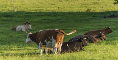 Yeşil mera üzerinde ineklerin kara