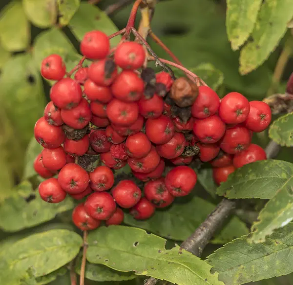 Árvore de baga Rowan no dia de verão — Fotografia de Stock