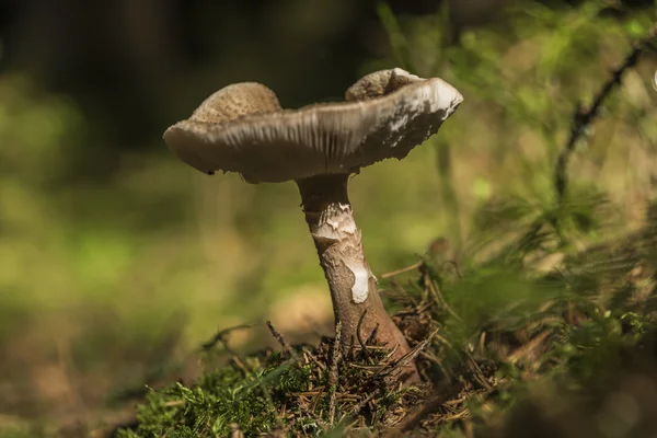 Paddenstoelen in de zomer bos in Zuid-Bohemen — Stockfoto