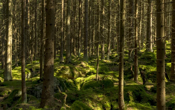 Bosque con piedras grandes en el suelo —  Fotos de Stock