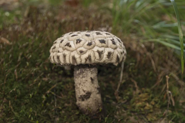 가 산 숲에서 버섯 — 스톡 사진