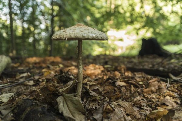 Parasoll svamp i höst skog — Stockfoto