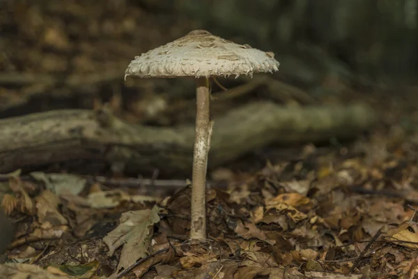 秋林中的寄生虫蘑菇 — 图库照片