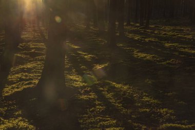Çek Cumhuriyeti 'nin Utery kasabası yakınlarında günbatımında çam ve çam ağacıyla güneşli bir orman.