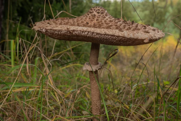 Sonnenschirmpilz Auf Farbiger Herbstwiese Waldnähe Westböhmen — Stockfoto