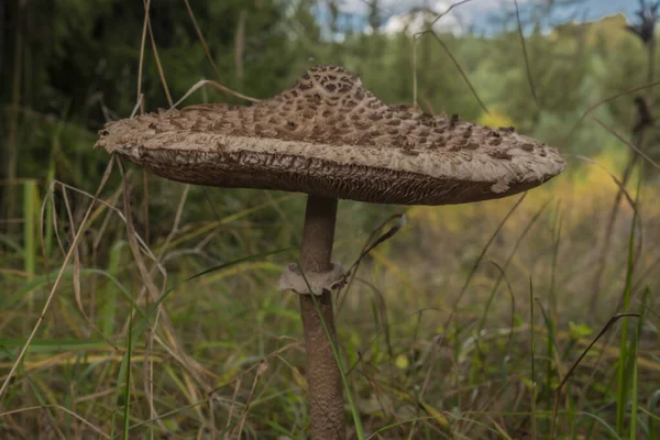 Parasol Paddestoel Kleur Herfst Weide Buurt Van Bos West Bohemen — Stockfoto