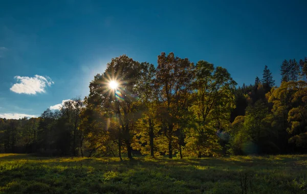 Árvores Velhas Folha Cor Grande Prado Outono Com Por Sol — Fotografia de Stock