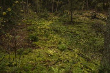 Sonbahar renk gününde ormanın derinliklerinde Utersky deresi yakınlarındaki yeşil ağaçlar