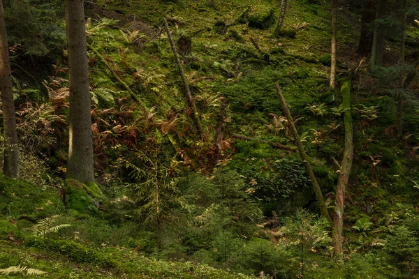 Colore Alberi Verdi Vicino Torrente Utersky Nella Foresta Profonda Autunno — Foto Stock