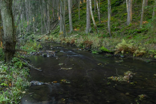 Utersky Creek Δέντρα Χρώμα Και Λιβάδι Κοντά Utery Πόλη Φθινόπωρο — Φωτογραφία Αρχείου