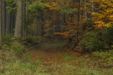 Ormanın karanlık yolu sisli ve rengarenk güzel taze orman ve Utery kasabası yakınlarındaki ağaçlarla dolu.