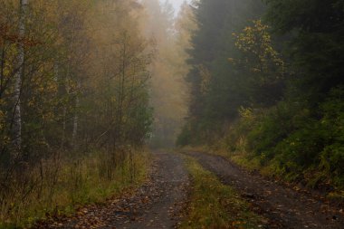 Ormanın karanlık yolu sisli ve rengarenk güzel taze orman ve Utery kasabası yakınlarındaki ağaçlarla dolu.