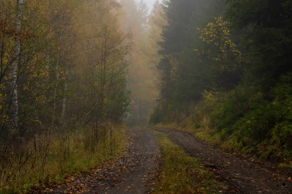 霧と色の森の中の暗いパス美しい新鮮な森と子宮町の近くの木 — ストック写真