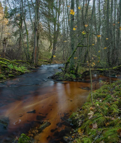 Jezerni Bach Herbst Farbmorgen Mit Rotem Wasser Und Grünen Schönen — Stockfoto