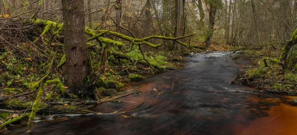 Creek Jezerni Manhã Cor Outono Com Água Vermelha Floresta Bonita — Fotografia de Stock
