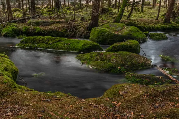 Jezerni Bach Herbst Farbmorgen Mit Rotem Wasser Und Grünen Schönen — Stockfoto