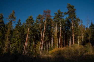 Pilsen bölgesinde Utery kasabası yakınlarında günbatımı gökyüzü olan büyük renkli çayırlar ve orman.