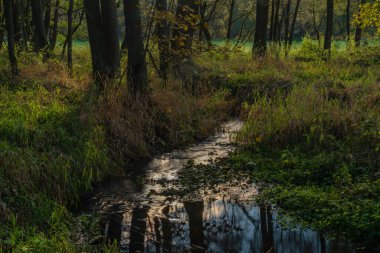 Sonbaharda güneşli ve güneşli bir akşamda Utery kasabası yakınlarında renkli ağaçlar ve çayırlar olan Utersky deresi.