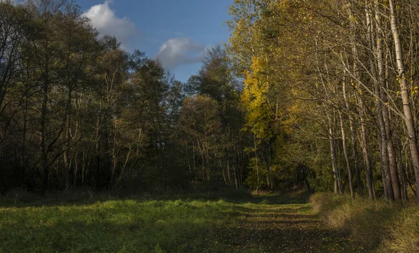 Grote Kleur Oude Loofbomen Herfstweide Met Zonsondergang Bij Utery Stad — Stockfoto