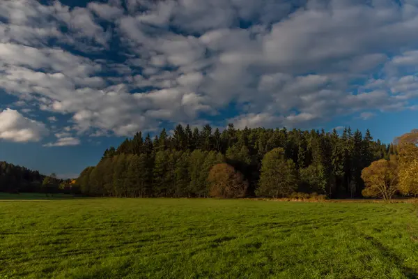 Barva Slunečného Lesa Borovicemi Smrky Večerních Hodinách Západu Slunce Města — Stock fotografie