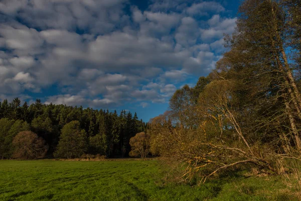 Kleur Zonnig Bos Met Dennen Sparrenboom Bij Zonsondergang Buurt Van — Stockfoto