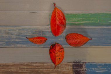 Renkli ahşap masada gölgeli kırmızı sonbahar yaprakları