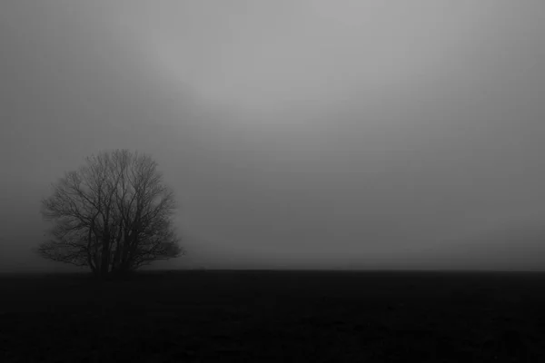 Mgła Drzewo Jesiennych Ciemnych Pastwiskach Górach Chruszczów Północnych Czechach — Zdjęcie stockowe