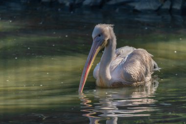 Yeşil gölette pelikan kuşu Sonbahar sabahı güneşli