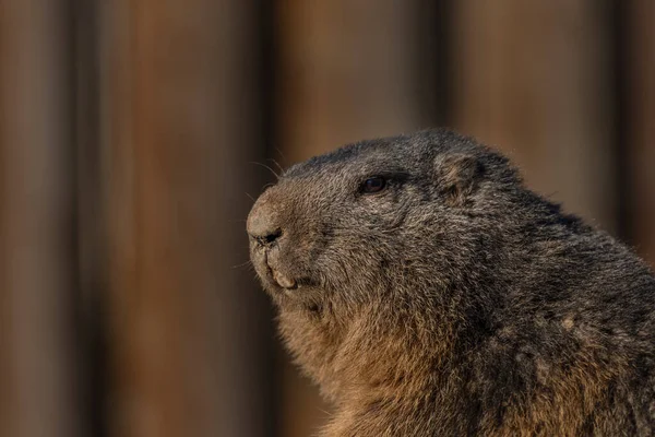 Marmot Steen Zonnige Mooie Zomerse Kleur Ochtend — Stockfoto