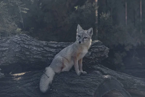 Fuchs Korsak Der Nähe Von Holzzaun Sommer Sonnigen Dunklen Morgen — Stockfoto