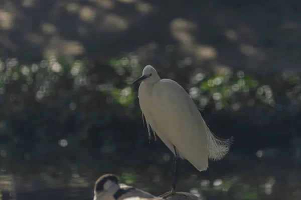 Yazın Güneş Işığında Uzun Gagalı Kuşlar Suyun Yanında Sıcak Bir — Stok fotoğraf