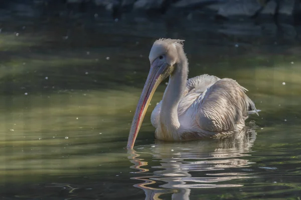 Pelikanvogel Auf Grünem Teich Mit Sonnigem Sonnenschein Herbstlichen Farbmorgen — Stockfoto