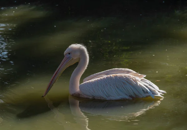 Oiseau Pélican Sur Étang Vert Avec Éclat Ensoleillé Automne Couleur — Photo