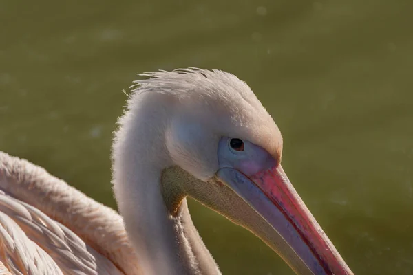 Pássaro Pelicano Lagoa Verde Com Brilho Ensolarado Manhã Outono — Fotografia de Stock