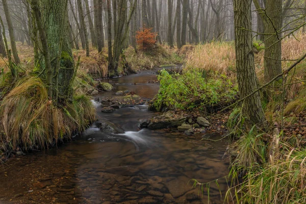 Olsovy Creek Petrovice Village Krusne Mountains Autumn Cloudy Morning — Stock Photo, Image