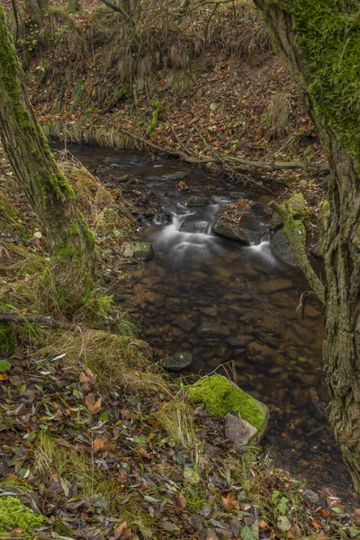 Olsovy Torrente Vicino Petrovice Villaggio Krusne Montagne Autunno Mattina Nuvoloso — Foto Stock