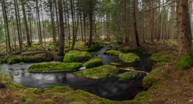 Jezerni deresi sonbahar renklerinde sabah kırmızı su ve yeşil ormanlarla ulusal park Sumava 'da