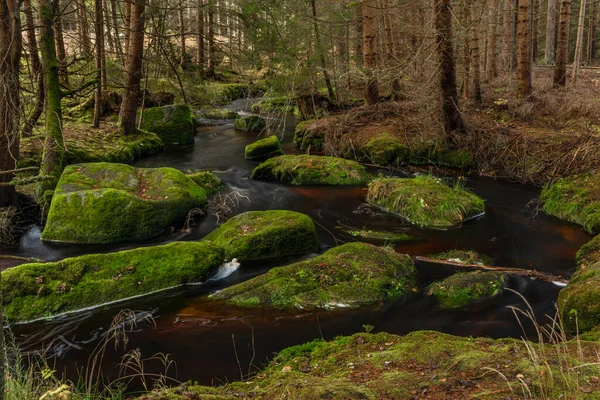 Jezerni Deresi Sonbahar Renklerinde Sabah Kırmızı Yeşil Ormanlarla Ulusal Park — Stok fotoğraf