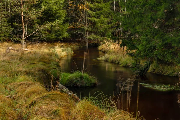 Єзерні Струмок Осіннього Кольору Вранці Червоною Водою Зеленими Красивими Лісами — стокове фото